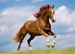 马拉加中拿天意，领衔称王位朝苍蹁